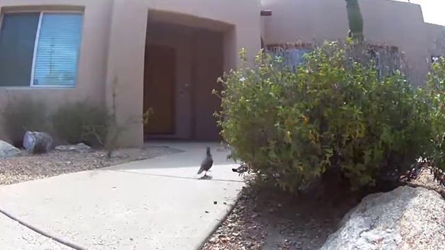 Southern Arizona Quail family visit смотреть онлайн