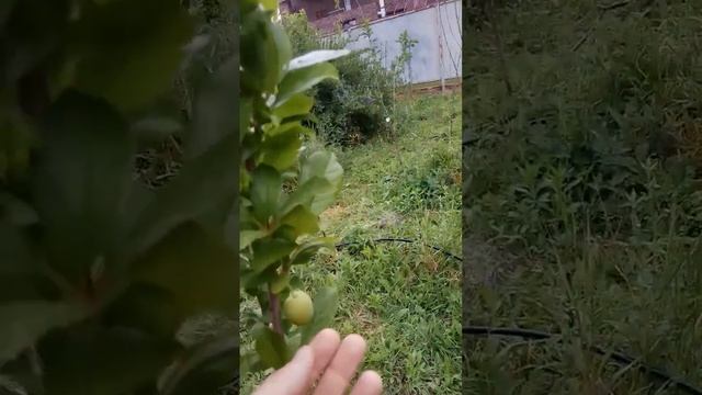 31.05.2024 слива колонновидная темная