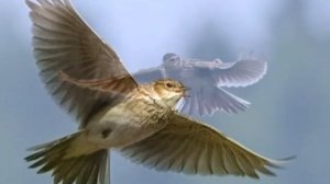 Жаворонок #весна #Дети поют ABBA