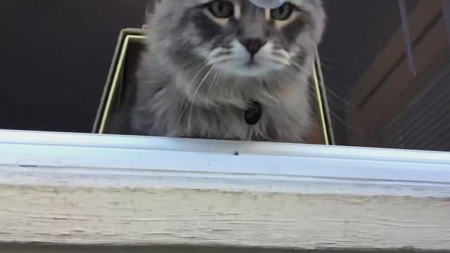 Magnus and the Opened Window смотреть онлайн