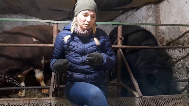 Сдача двух бычков ,дальше влажуем деньги . смотреть онлайн