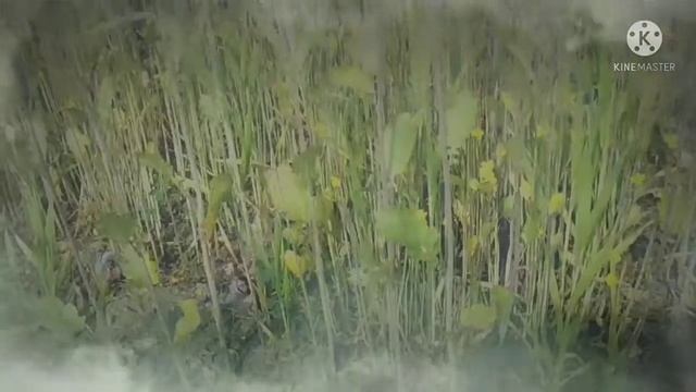 BARBAD KAR GAIL OFFICAL VIDEO/ SONU HONEY,TINKA, NEW BHOJPURI #Pintu_kareja смотреть онлайн