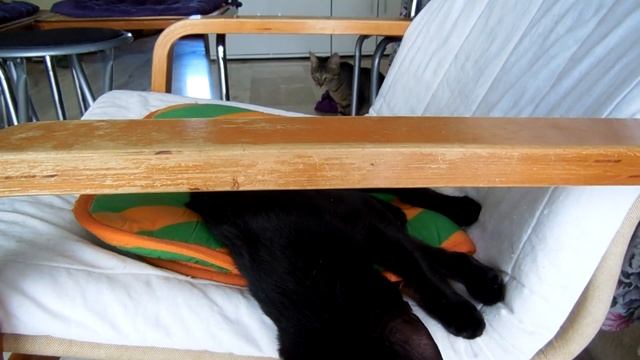 GREECE. КОШАЧЕЕ СЕМЕЙСТВО. ИГРЫ КОТОВ ПО УТРАМ. смотреть онлайн