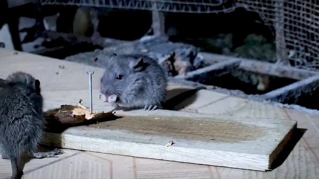 Four little mice rush to eat sweet potatoes смотреть онлайн