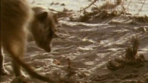 BBC. Твои весёлые друзья зверята 9 серия (документальный сериал, 2004-2009)