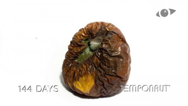 Apple Timelapse Video