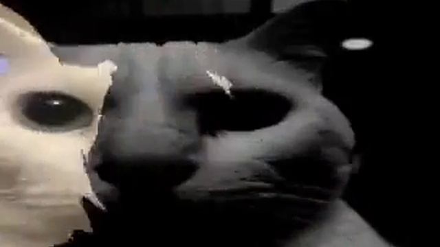 Bad apple but funny cat смотреть онлайн