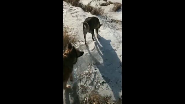I guarantee you one of these retards is gonna fall meme смотреть онлайн