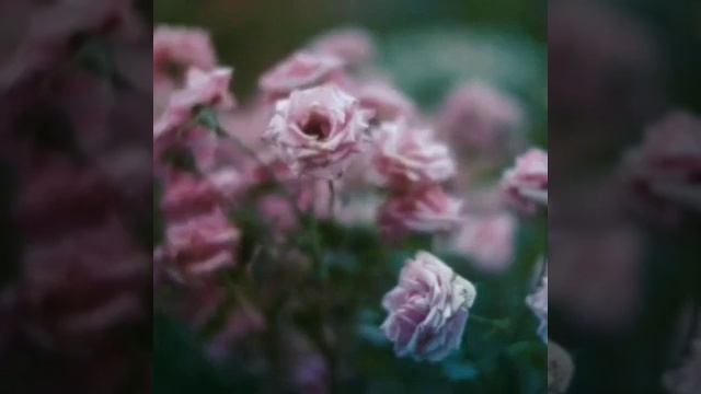 Самый красивый Нашид смотреть онлайн