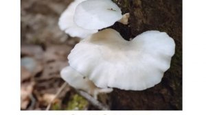 Презентация для детей по Доману. Грибы