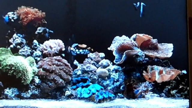 My Aquarium смотреть онлайн