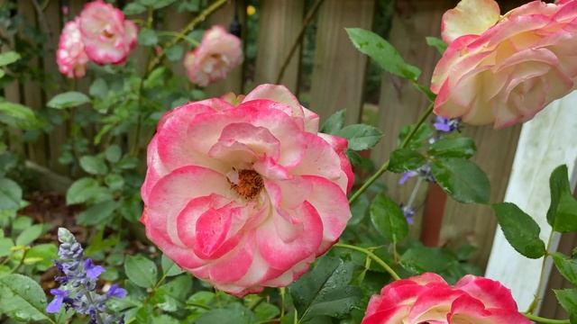 Rose - Cherry Parfait смотреть онлайн