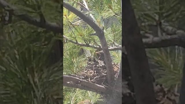 A Tree Near My Window (Bird Feeding Its Chicks Round the Clock) смотреть онлайн