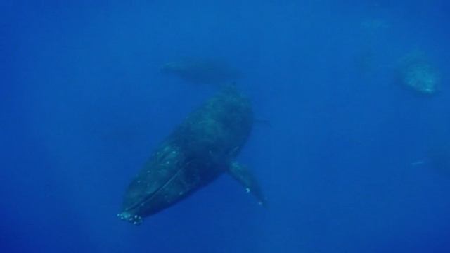 BBC. Твои весёлые друзья зверята 41 серия (документальный сериал, 2004-2009) смотреть онлайн