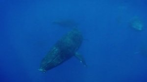 BBC. Твои весёлые друзья зверята 41 серия (документальный сериал, 2004-2009)