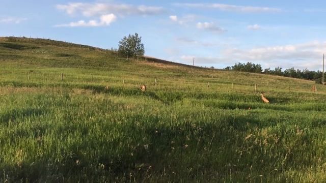 DEER AT MY OFFICE WINDOW смотреть онлайн