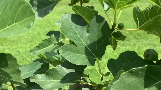 Fruit Trees that you need to add to your food forest 🍎 🍋 🌳 смотреть онлайн