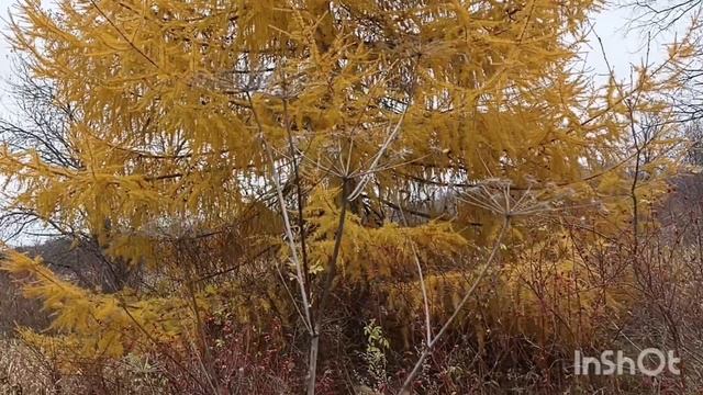 Сказочная осень.