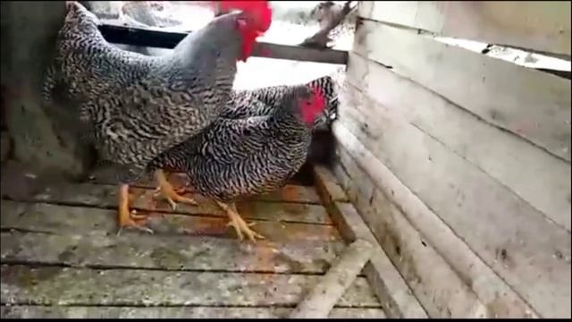 Plymouth rock barrado grueso смотреть онлайн