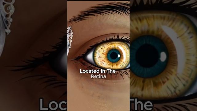 How can human eye distinguish approximately 10 million different colors? #facts #knowledge #eyes смотреть онлайн