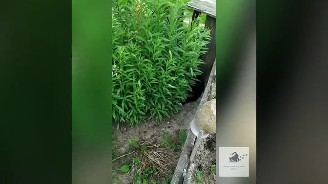 Две подружки под окном...|| Two girlfriends under the window... смотреть онлайн