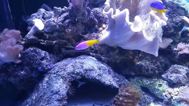 Reef tank 400l смотреть онлайн