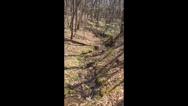 Mindfulness Minute Episode 9 (The May Apples are Coming! The May Apples are Coming!) смотреть онлайн