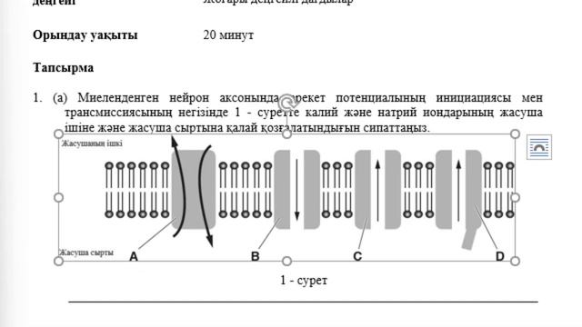 10 сынып Биология 4 тоқсан БЖБ 1 Координация және реттеу көптүрлілігі ЖМ бағыты смотреть онлайн