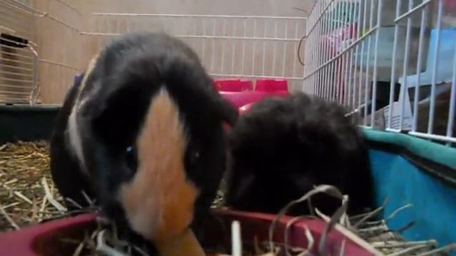 My guinea pigs eat apple смотреть онлайн