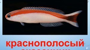 Морская рыба. Рассказ о рыбах