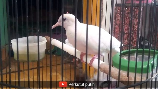 Cerita Burung Perkutut Putih