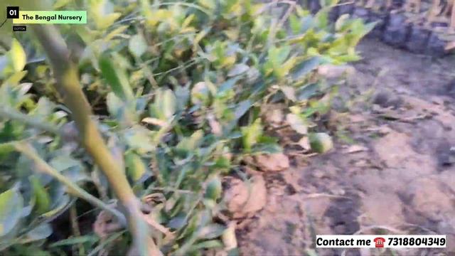 Barahmasi kagzi lemon 🍋. Best Variety Lemon in India. ☎️7318804349 смотреть онлайн