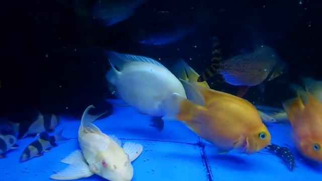 How Often Should I Feed My Fish? | MendzTV Way! (with English subtitle) смотреть онлайн