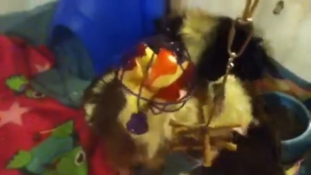 guinea pigs eating apple смотреть онлайн
