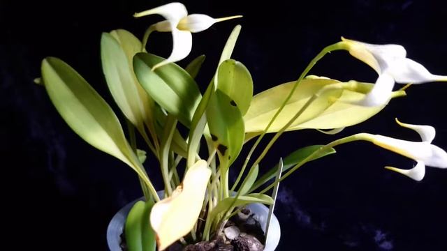 My masdevallia aquarius, version in English смотреть онлайн