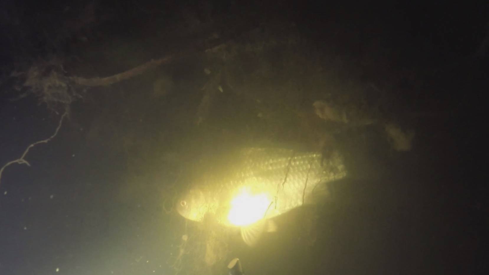 Подводная охота - речка в деревне смотреть онлайн