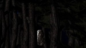 Maya Werewolf Project previs