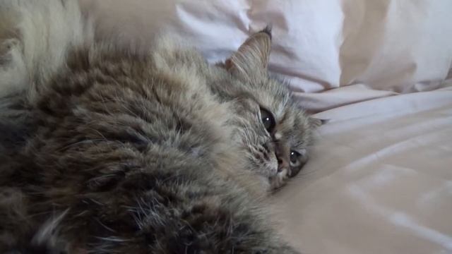 2017年2月10日TRAIN SUITE ウィングの今日の猫動画シリーズ#98 смотреть онлайн