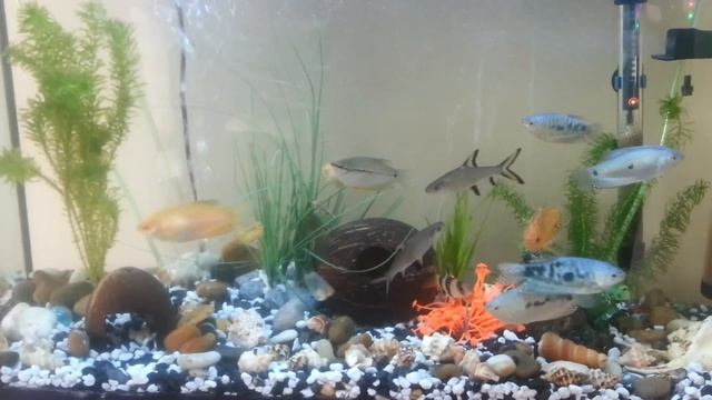Tropical Fish Tank / Aquarium [1080p HD] смотреть онлайн