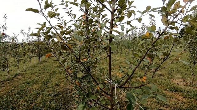 What to NOT do with High Density Apples 🍎 смотреть онлайн