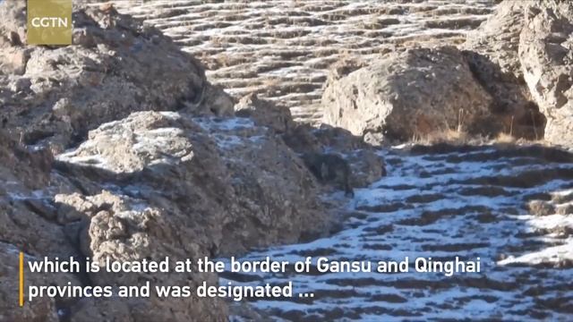 Two snow leopards spotted in national park of Gansu смотреть онлайн