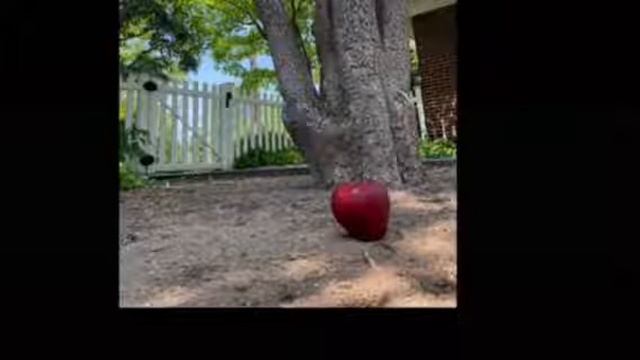 Idioms with Janine: The Apple Doesn't Fall Far From The Tree смотреть онлайн