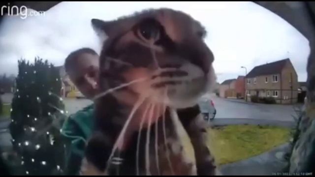 кот мяукает на камеру смотреть онлайн