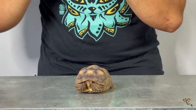 Species Spotlight- Sulcata Tortoises смотреть онлайн