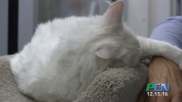 PCN Pet Adoption Highlight Friends of Plymouth Pound Snowy смотреть онлайн