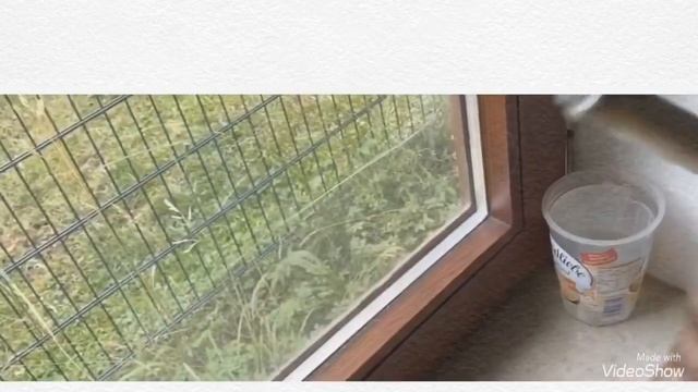 German Windows Are the best смотреть онлайн