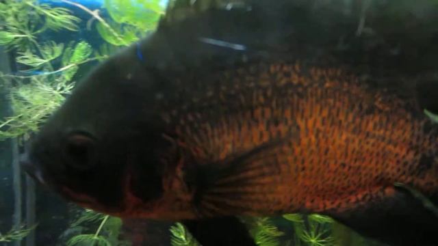 астронотус выпрашивает еду