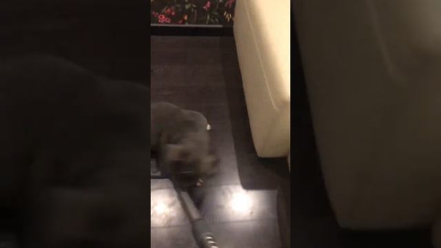 Французский бульдог Жюль помогает убирать квартиру смотреть онлайн