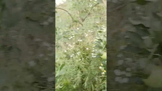 08.08.2024 яблоня Голден Делишес 6 летка