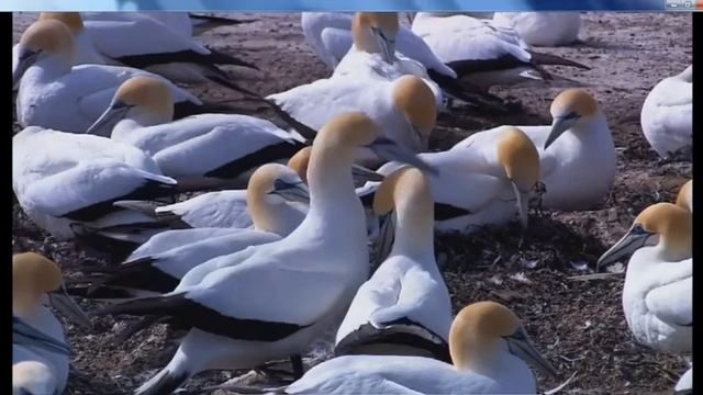 Wildlife HD for windows 7 смотреть онлайн